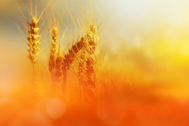 Bomba&scaron;ki napad na istraživački centar Monsanta u Italiji