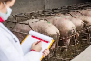 Pravda za sve: Poreznik ga kaznio zato što je 'previše' potrošio za prehranu svinja