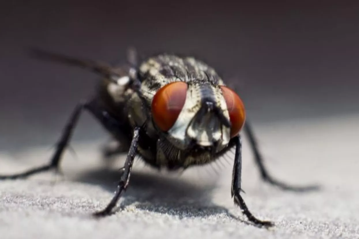 Sve što ste potisnuli o muhama na hrani