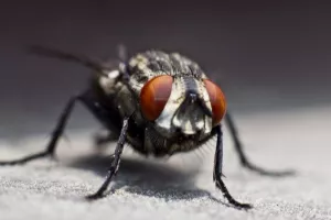 Sve što ste potisnuli o muhama na hrani