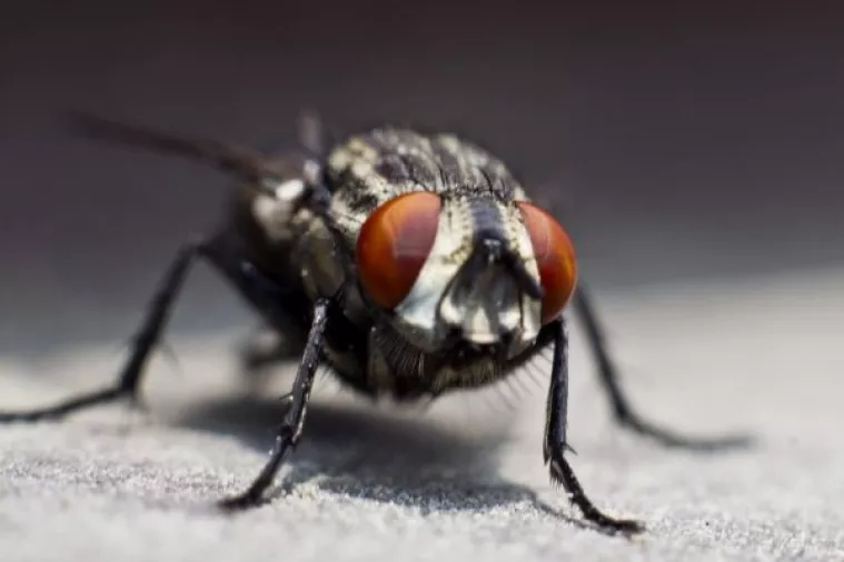 Sve što ste potisnuli o muhama na hrani