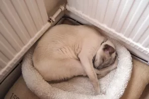 Uvođenje razdjelnika topline nije ekonomski isplativo