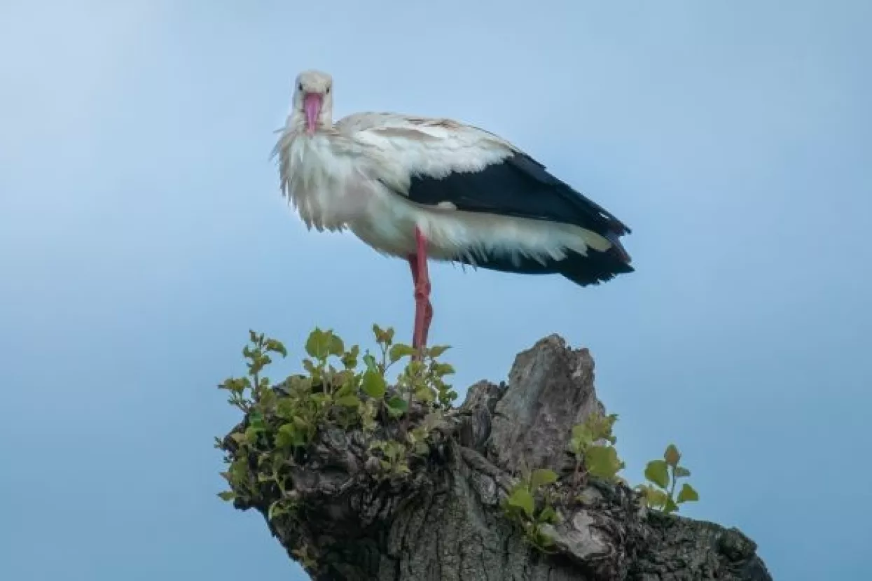Huliganska inačica Klepetana nastavlja živcirati seljane u Njemačkoj