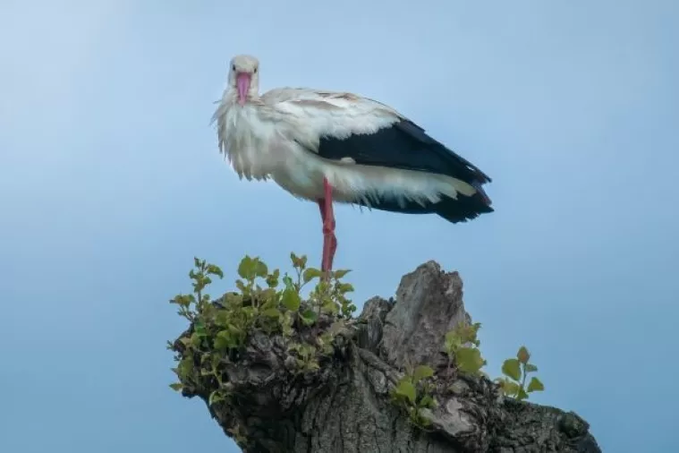 Huliganska inačica Klepetana nastavlja živcirati seljane u Njemačkoj