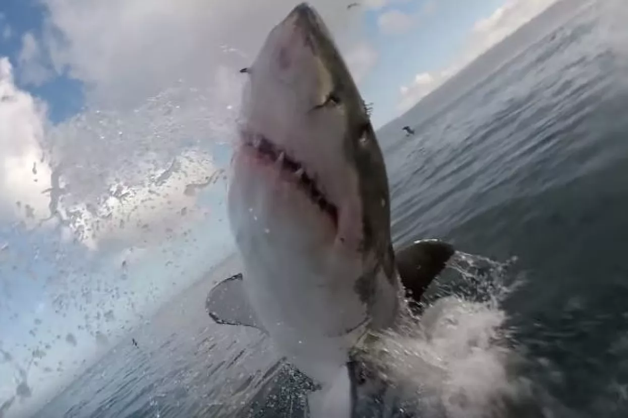 VIDEO: Nevjerojatni bliski susret s velikom bijelom psinom