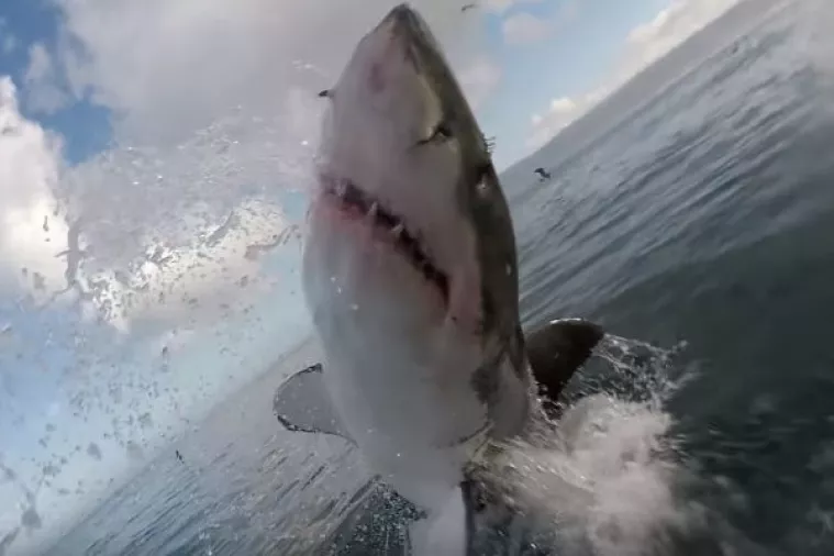 VIDEO: Nevjerojatni bliski susret s velikom bijelom psinom