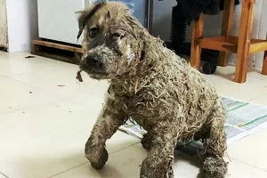 VIDEO/FOTO: Štene preživjelo zločestu igru djece