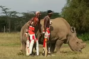 Najpoželjniji svjetski neženja, nosorog Sudan, preko Tindera traži partnericu