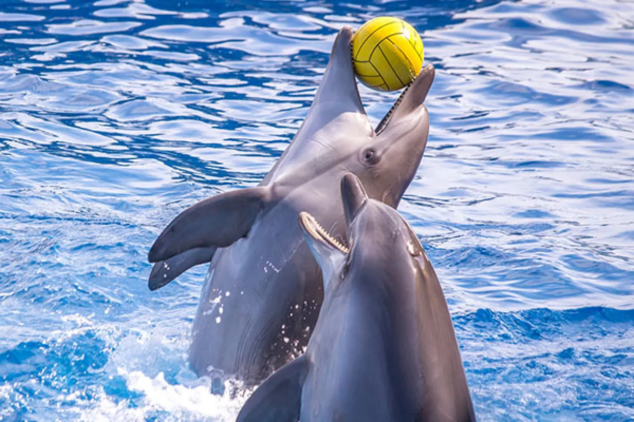 Zabranom uzgoja dupina i kitova ubojica u zatočeništvu, Francuska postepeno dokida 'morske cirkuse'