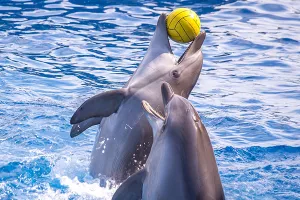 Zabranom uzgoja dupina i kitova ubojica u zatočeništvu, Francuska postepeno dokida 'morske cirkuse'