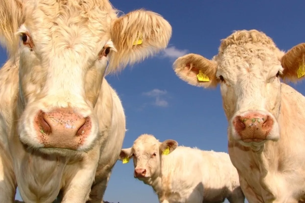 Težak tjedan za robna tržišta: nagle promjene cijene od sirove nafte do govedine