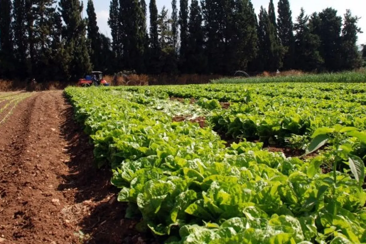 Europska direktiva o organskoj poljoprivredi tvrd orah za pregovarače