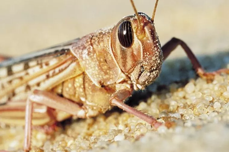 Koliko smo vremena izgubili: Hrvatske ekonomske godine koje su pojeli skakavci