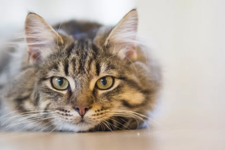 Tajanstvene mačke dokazale da pogrešno percipiramo njihovu privrženost ljudima