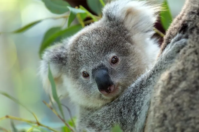 Koalama u Queenslandu prijeti istrebljenje