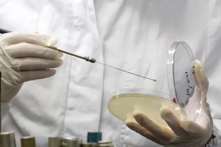 Svježi pileći file podrijetlom iz Poljske povučen iz prodaje zbog salmonele