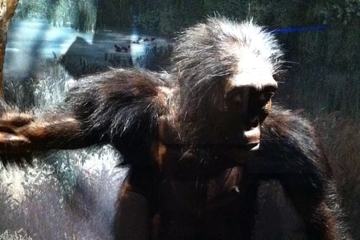 Protivnici evolucije u Srbiji traže da se izučavanje ukine i u Banjoj Luci