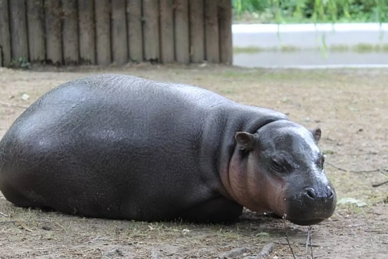 U zagrebački ZOO stigla patuljasta vodenkonjica