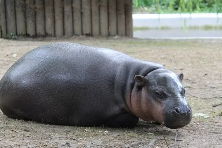 U zagrebački ZOO stigla patuljasta vodenkonjica