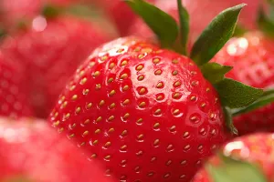 Rekordna proizvodnja jagoda i uljane repice