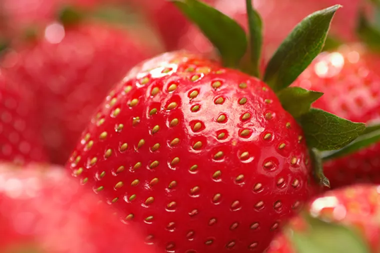 Rekordna proizvodnja jagoda i uljane repice