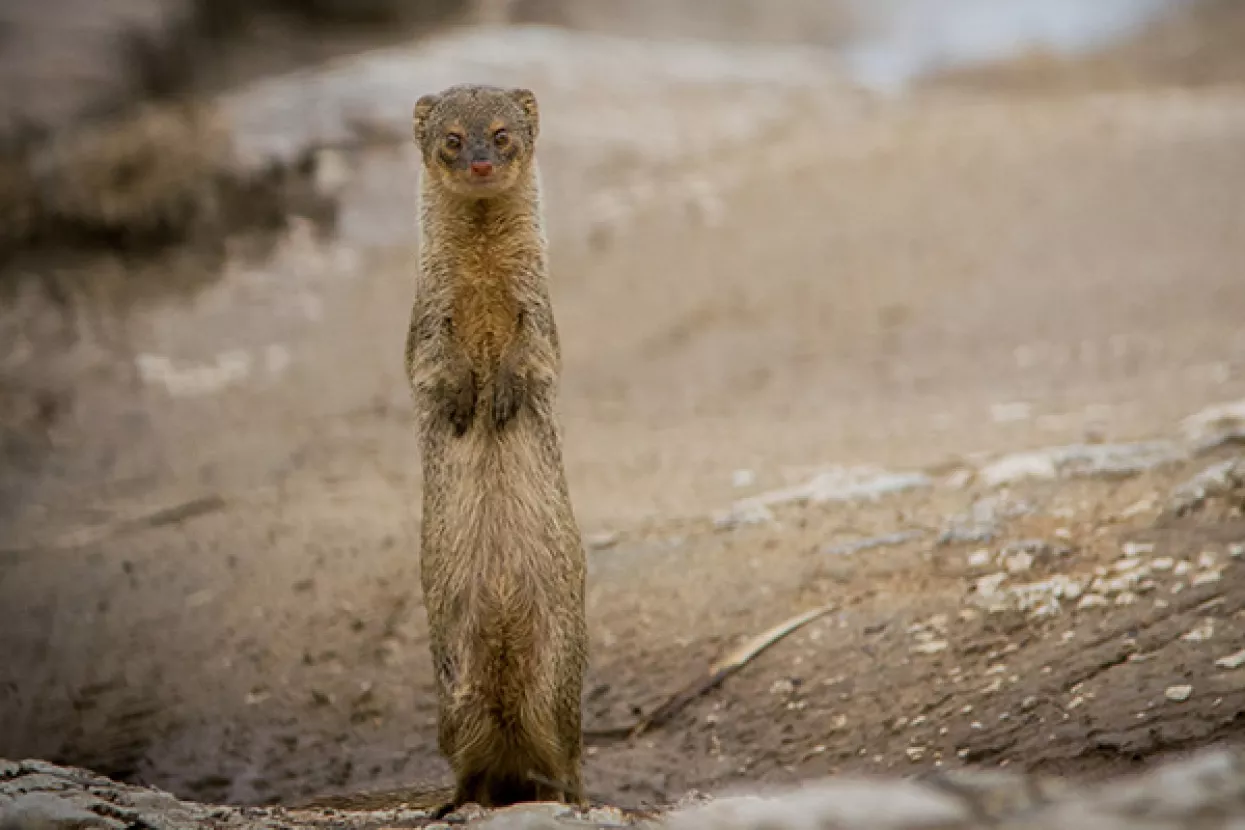 Invazivni mungos prijeti ekosustavu hrvatskih otoka, vlasti ne reagiraju