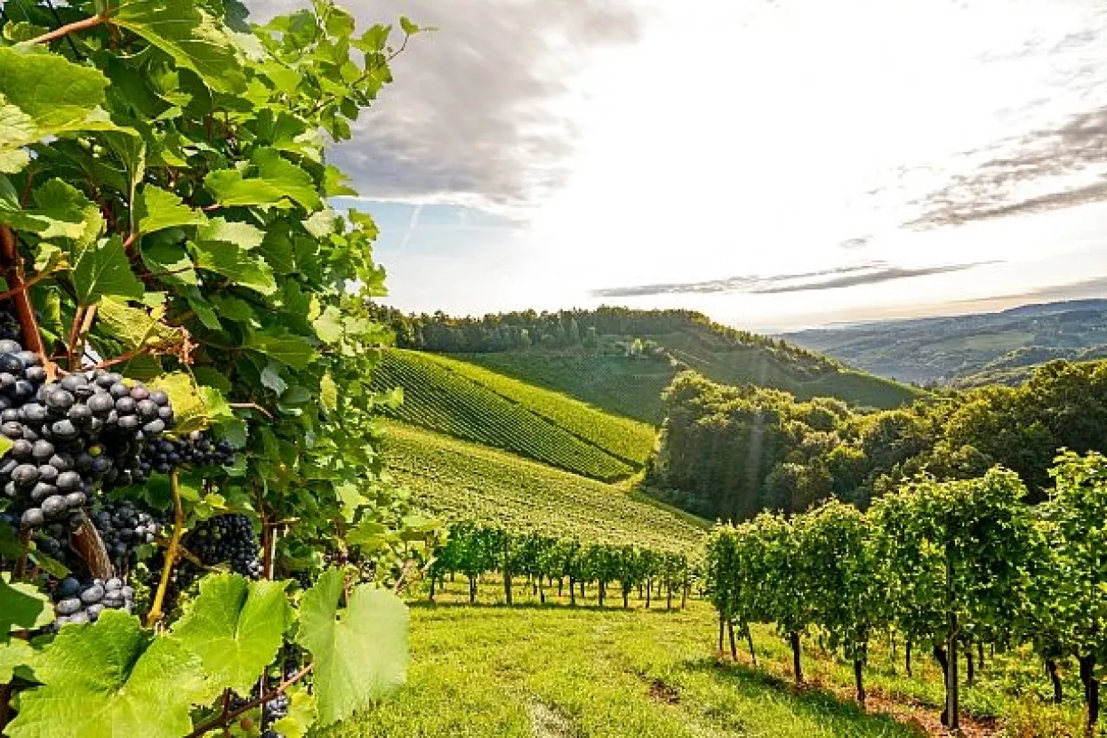 Hrvatska prestigla Italiju i postala najvažniji uvoznik slovenske hrane