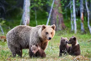 Grizli skinut s liste ugroženih životinja, dopušten i lov zbog trofeja
