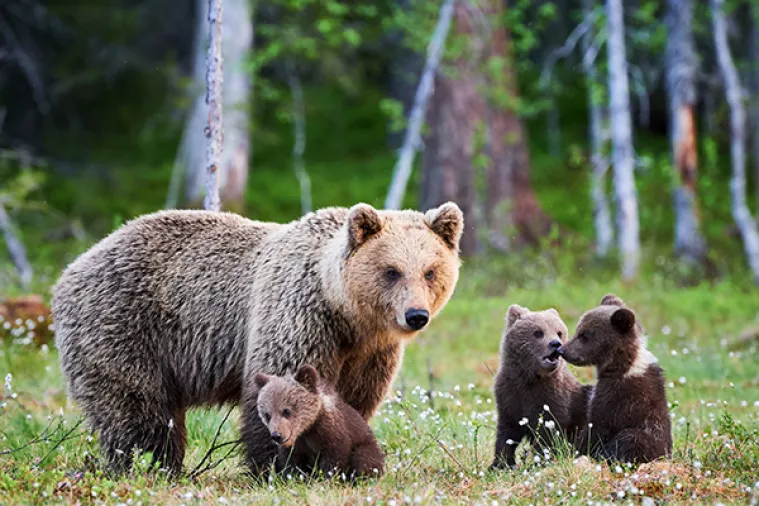 Grizli skinut s liste ugroženih životinja, dopušten i lov zbog trofeja