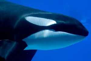 Orke teroriziraju ribarske brodice na obalama Aljaske