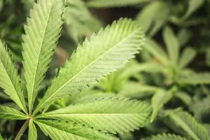 Marihuana od subote legalna i u Las Vegasu