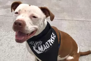 SAD: Ženka pitbulla četvrti puta zaredom izabrana za gradonačelnicu