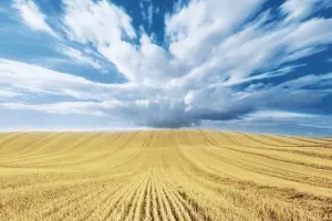 Žetva pšenice u Osječko-baranjskoj županiji u punom jeku, cijene otkupa još nepoznate