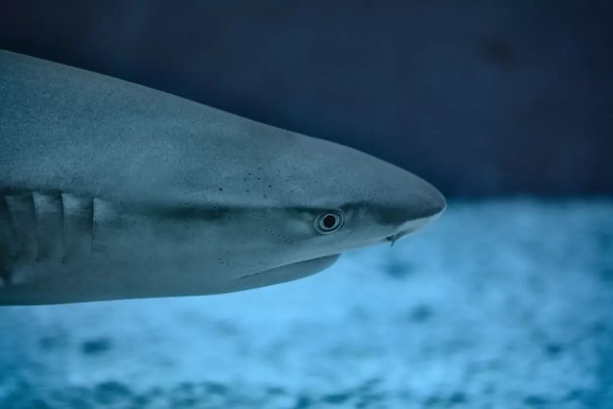 Peru: Otkriven devonski fosil morskog psa star 400 milijuna godina