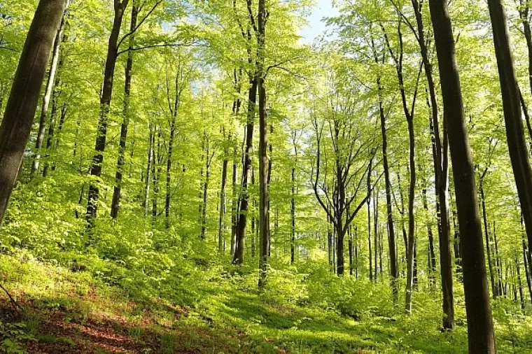 Iskonske bukove &scaron;ume Sjevernog Velebita i Paklenice postale svjetska ba&scaron;tina