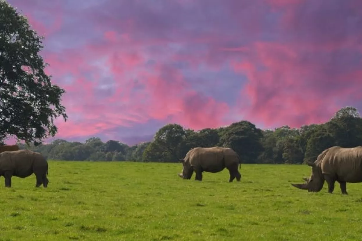 Znanstvenici: U tijeku je šesto masovno izumiranje vrsta
