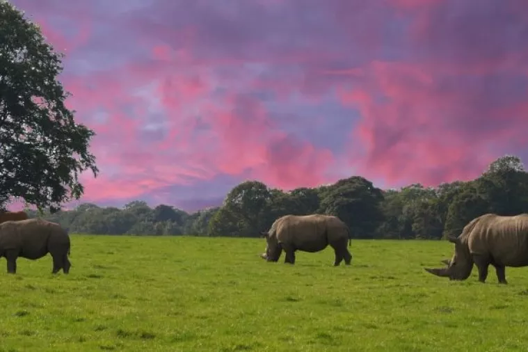 Znanstvenici: U tijeku je šesto masovno izumiranje vrsta