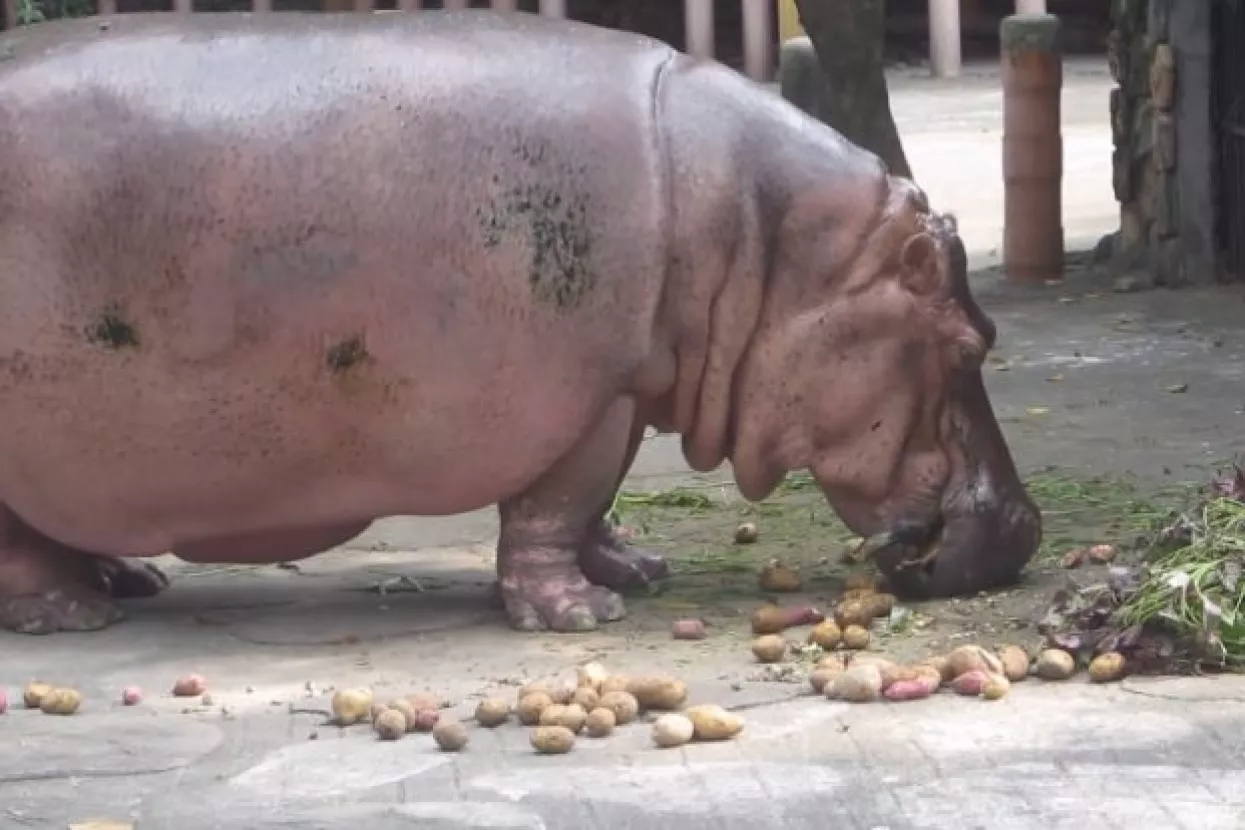 Uginula 65-godišnja Berta, možda najstarija vodenkonjica