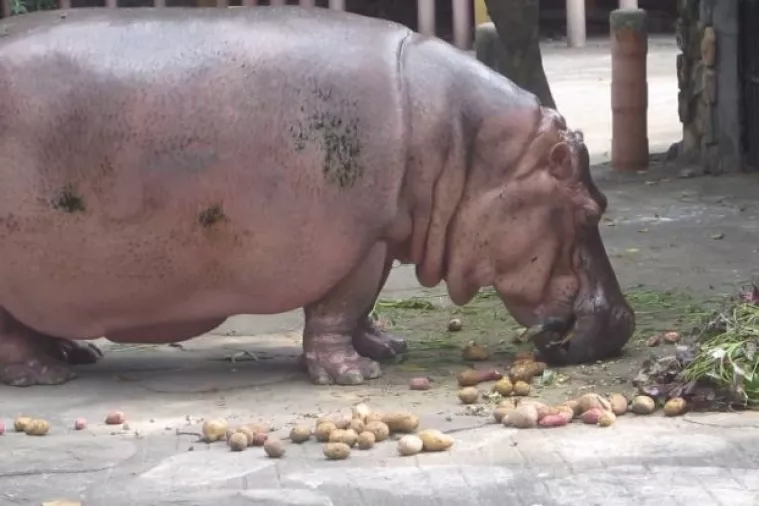 Uginula 65-godi&scaron;nja Berta, možda najstarija vodenkonjica