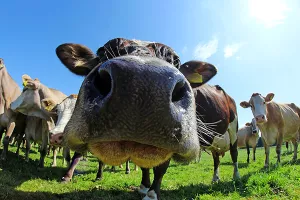 Kataru u pomoć stiglo 197 zrakoplova potrepština iz Turske i 165 krava iz Njemačke