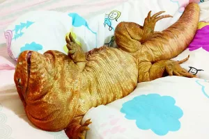 VIDEO: Nova Instagram zvijezda je veliki umiljati gušter