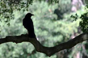 VIDEO: Gavrani bolje planiraju budućnost od četverogodišnje djece