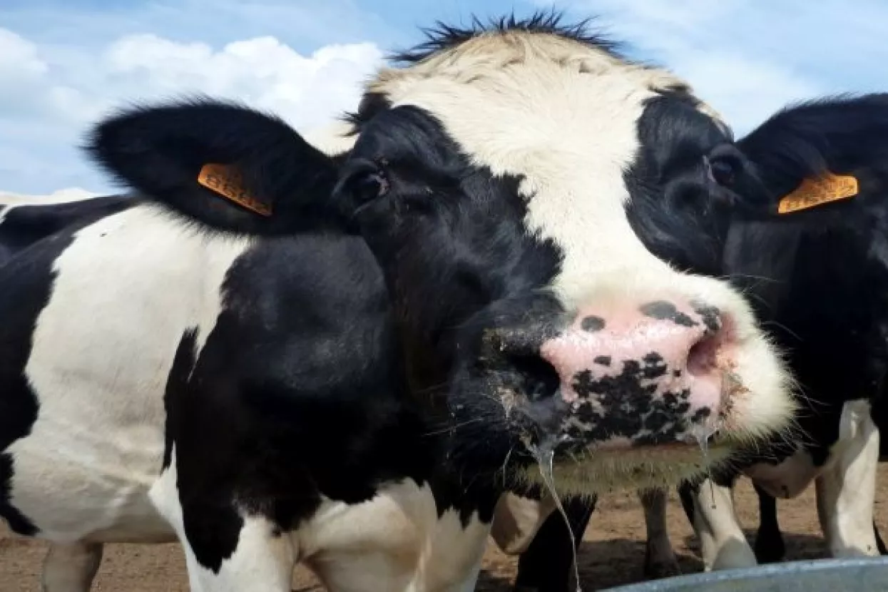 Istraživači tvrde da alge u stočnoj hrani smanjuju emisiju metana i do 99 posto