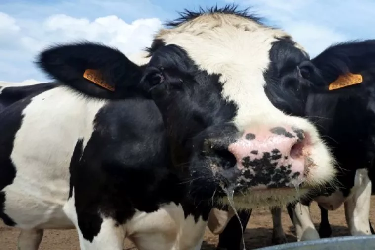 Istraživači tvrde da alge u stočnoj hrani smanjuju emisiju metana i do 99 posto