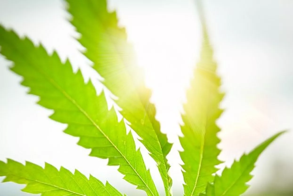 Urugvaj prva nacija s rekreativnim kanabisom u ljekarnama