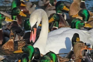 FOTO: Poljski veleposlanik Szymański izložio dio svog fotografskog opusa