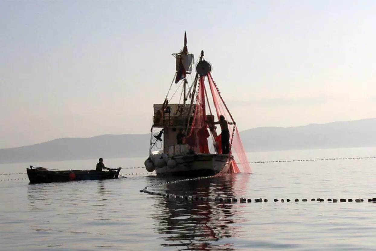 Novim pravilnikom ograničen izlov male plave ribe