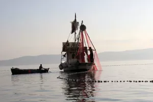 Novim pravilnikom ograničen izlov male plave ribe