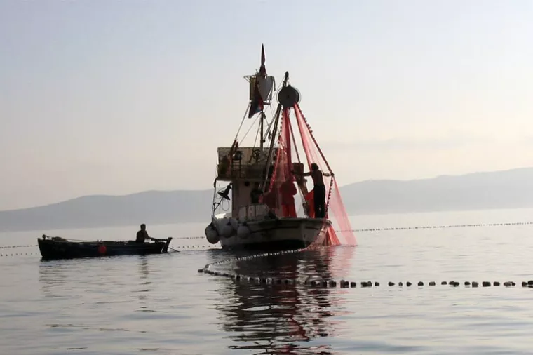 Novim pravilnikom ograničen izlov male plave ribe