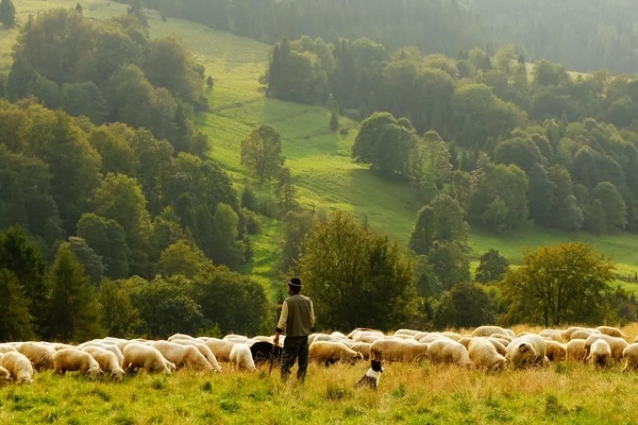 Reportaža: Pastirski život 'posljednjih Mohikanaca' na Radu&scaron;i